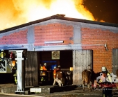 Großbrand zweier Hallen auf Landwirtschftlichem Anwesen - Kühe im Flammenmeer gefangen