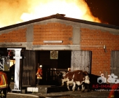 Großbrand zweier Hallen auf Landwirtschftlichem Anwesen - Kühe im Flammenmeer gefangen