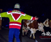 Großbrand zweier Hallen auf Landwirtschftlichem Anwesen - Kühe im Flammenmeer gefangen