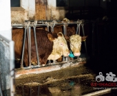 Großbrand zweier Hallen auf Landwirtschftlichem Anwesen - Kühe im Flammenmeer gefangen