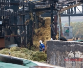 [Nachschlag Tagbilder] Großbrand zweier Hallen auf Landwirtschftlichem Anwesen - Kühe im Flammenmeer gefangen