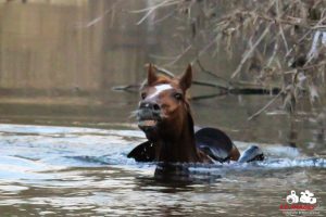 Pferd schwimmt und das Leben in der Murr bei Kirchberg