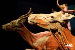 Impression KÖRPERWELTEN der Tiere 2014 aus Ludwigsburg