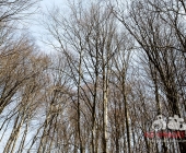 Sucheinsatz! Pferd kommt ohne Reiter zum Anwesen zurück - Polizei und Feuerwehr im Wald zur Suche