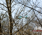 Sucheinsatz! Pferd kommt ohne Reiter zum Anwesen zurück - Polizei und Feuerwehr im Wald zur Suche