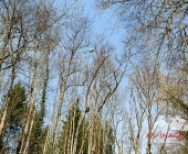 Sucheinsatz! Pferd kommt ohne Reiter zum Anwesen zurück - Polizei und Feuerwehr im Wald zur Suche