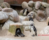 "Love is in the Air" war gestern! Wilhelma Tiere noch im "Chillmodus"