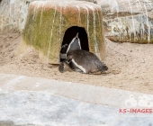 "Love is in the Air" war gestern! Wilhelma Tiere noch im "Chillmodus"