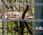 "Love is in the Air" war gestern! Wilhelma Tiere noch im "Chillmodus"