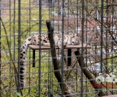 "Love is in the Air" war gestern! Wilhelma Tiere noch im "Chillmodus"