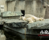 "Love is in the Air" war gestern! Wilhelma Tiere noch im "Chillmodus"