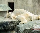 "Love is in the Air" war gestern! Wilhelma Tiere noch im "Chillmodus"