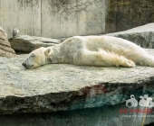 "Love is in the Air" war gestern! Wilhelma Tiere noch im "Chillmodus"