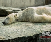 "Love is in the Air" war gestern! Wilhelma Tiere noch im "Chillmodus"