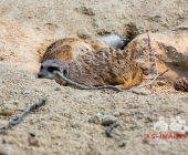 "Love is in the Air" war gestern! Wilhelma Tiere noch im "Chillmodus"