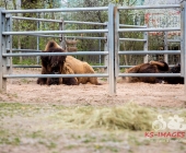 "Love is in the Air" war gestern! Wilhelma Tiere noch im "Chillmodus"