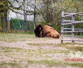 "Love is in the Air" war gestern! Wilhelma Tiere noch im "Chillmodus"