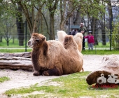 "Love is in the Air" war gestern! Wilhelma Tiere noch im "Chillmodus"