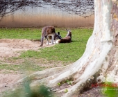 "Love is in the Air" war gestern! Wilhelma Tiere noch im "Chillmodus"