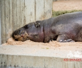"Love is in the Air" war gestern! Wilhelma Tiere noch im "Chillmodus"