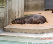 "Love is in the Air" war gestern! Wilhelma Tiere noch im "Chillmodus"