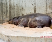 "Love is in the Air" war gestern! Wilhelma Tiere noch im "Chillmodus"
