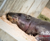 "Love is in the Air" war gestern! Wilhelma Tiere noch im "Chillmodus"
