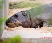 "Love is in the Air" war gestern! Wilhelma Tiere noch im "Chillmodus"
