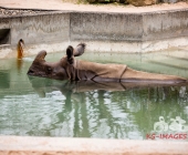 "Love is in the Air" war gestern! Wilhelma Tiere noch im "Chillmodus"
