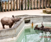 "Love is in the Air" war gestern! Wilhelma Tiere noch im "Chillmodus"