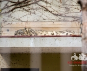 "Love is in the Air" war gestern! Wilhelma Tiere noch im "Chillmodus"