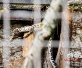 "Love is in the Air" war gestern! Wilhelma Tiere noch im "Chillmodus"