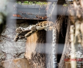 "Love is in the Air" war gestern! Wilhelma Tiere noch im "Chillmodus"