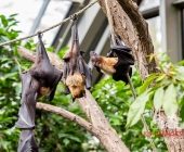 "Love is in the Air" war gestern! Wilhelma Tiere noch im "Chillmodus"
