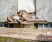 "Love is in the Air" war gestern! Wilhelma Tiere noch im "Chillmodus"