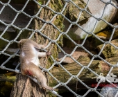 "Love is in the Air" war gestern! Wilhelma Tiere noch im "Chillmodus"