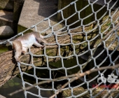 "Love is in the Air" war gestern! Wilhelma Tiere noch im "Chillmodus"