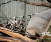 "Love is in the Air" war gestern! Wilhelma Tiere noch im "Chillmodus"