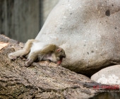 "Love is in the Air" war gestern! Wilhelma Tiere noch im "Chillmodus"
