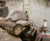 "Love is in the Air" war gestern! Wilhelma Tiere noch im "Chillmodus"