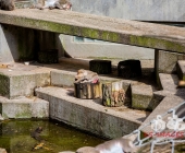 "Love is in the Air" war gestern! Wilhelma Tiere noch im "Chillmodus"