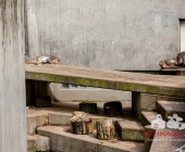 "Love is in the Air" war gestern! Wilhelma Tiere noch im "Chillmodus"