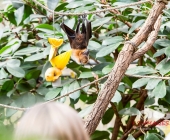 "Love is in the Air" war gestern! Wilhelma Tiere noch im "Chillmodus"