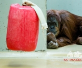 "Love is in the Air" war gestern! Wilhelma Tiere noch im "Chillmodus"