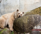 "Love is in the Air" war gestern! Wilhelma Tiere noch im "Chillmodus"