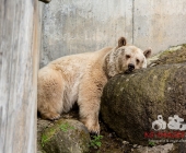 "Love is in the Air" war gestern! Wilhelma Tiere noch im "Chillmodus"