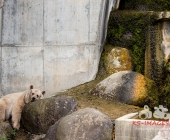 "Love is in the Air" war gestern! Wilhelma Tiere noch im "Chillmodus"