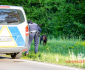 Verkehrsunfall im Begegnungsverkehr – Beide Fahrzeuge landen im Wald – Hund von Polizei im Wald eingefangen auf die Dienstelle verbracht