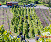 Bei der Weinlese mit einem Weinbergtraktor verunglückt – Feuerwehr muss unter dem Traktor eingeklemmten mit schwerem hydraulischem Rettungsgerät befreien - Rettungshubschrauber transportiert Verletzten in die Klinik