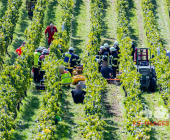 Bei der Weinlese mit einem Weinbergtraktor verunglückt – Feuerwehr muss unter dem Traktor eingeklemmten mit schwerem hydraulischem Rettungsgerät befreien - Rettungshubschrauber transportiert Verletzten in die Klinik